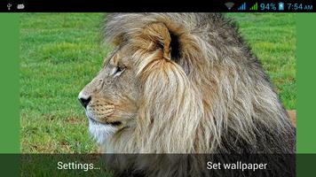 Big Cats Live Wallpapers captura de pantalla 3