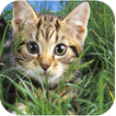 Leuke katten live wallpapers