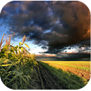 Top Nature Wallpaper Live APK
