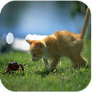 Funny Cats Live Wallpapers APK