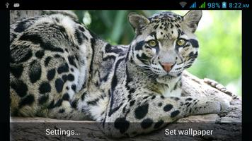 2 Schermata Funny Cats Live Wallpapers
