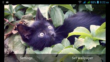 Funny Cats Live Wallpapers capture d'écran 3