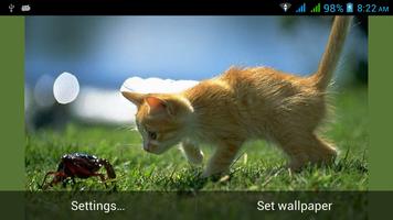 재미 고양이 라이브 배경 화면 포스터