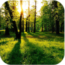 Splendid Nature Live Wallpaper-APK