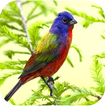 HD Live стола Природа