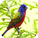 HD Nature Live Wallpapers-APK
