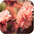 Lovely Nature Live Wallpapers APK