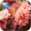 Lovely Nature Live Wallpapers  APK