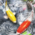 Koi Fish Live Wallpaper 2018 Theme