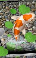 Koi Fish Live Wallpaper اسکرین شاٹ 3