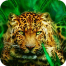 Hunting tiger live wallpaper-APK