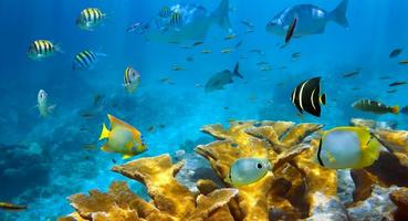 Рыбы, кораллы, море Affiche