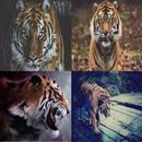 Tiger Parallax APK