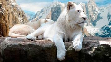 Lions part 1 ภาพหน้าจอ 2