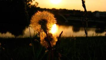 Flowers part 1 স্ক্রিনশট 3