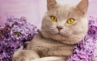 Cat 海報