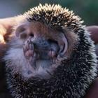 Hedgehog 2 icône