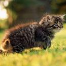 APK Kittens