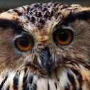 Owl APK