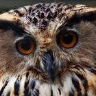 Owl icône