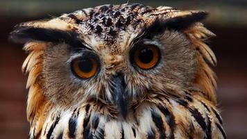 Owl penulis hantaran