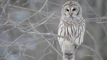 Owl capture d'écran 2