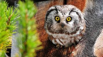 Owl syot layar 3