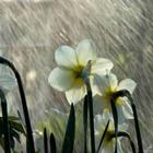 Rainy weather আইকন