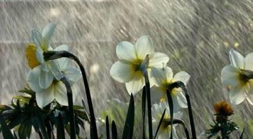 Rainy weather পোস্টার