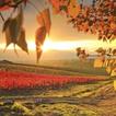 Nature 4