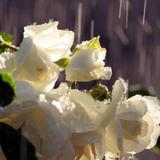 Flowers in the rain icono