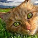 Cats APK