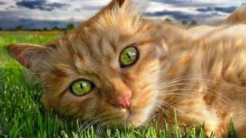 Cats screenshot 1