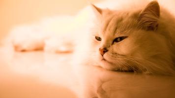 Cats screenshot 2