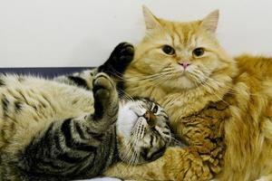 Cats screenshot 3