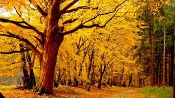 Autumn part 7 imagem de tela 1