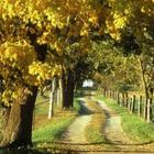 Autumn mood 3 আইকন