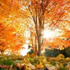 Autumn mood 1 أيقونة
