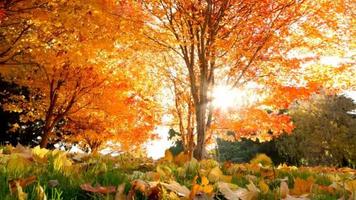 Autumn mood 1 الملصق