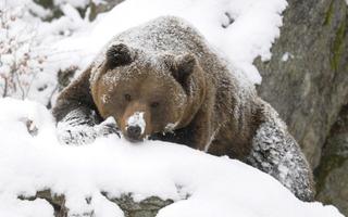 پوستر Animals in winter