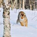 Animals in winter 1