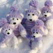 Bears in winter