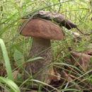 Mushrooms APK