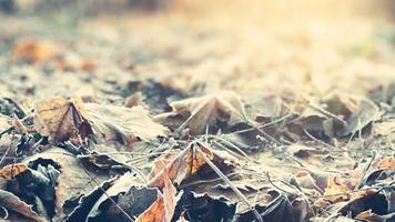 Late autumn captura de pantalla 1