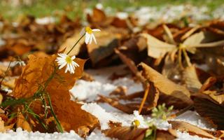 Autumn has come captura de pantalla 1