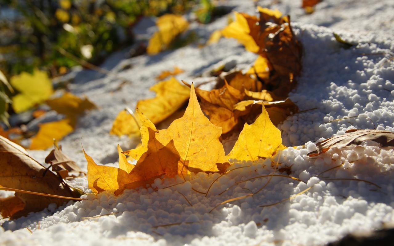 Сугробы листьев. Осень снег. Желтые листья и снег. Осенние листья под снегом. Осень листья снег.