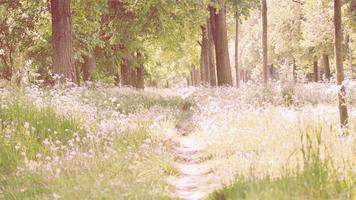 3 Schermata Forest and field