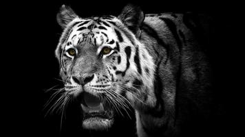 Tiger imagem de tela 1