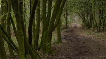 3 Schermata In the woods