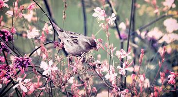 Spring mood capture d'écran 1